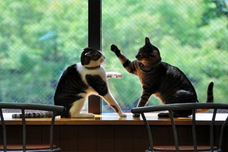 Một đôi mèo đang chơi với nhau