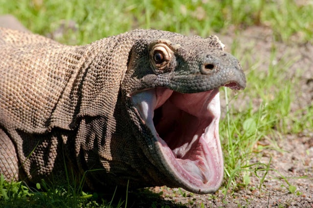 Những bí ẩn ít biết xung quanh “Hậu duệ của khủng long” - 2 Rồng Komodo chỉ sống tại Indonesia