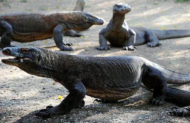 Những bí ẩn ít biết xung quanh “Hậu duệ của khủng long” - 7 Rồng Komodo sẵn sàng ăn thịt đồng loại nếu không tìm thấy con mồi nào
