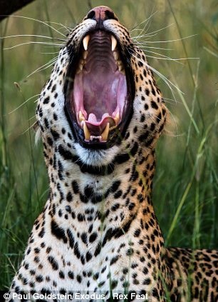 Chú báo tại Kenya ngáp ngủ