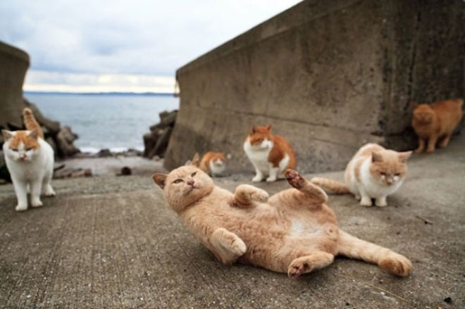 Thăm thiên đường của loài mèo ở Nhật Bản - 16 Đau lưng quá, ngả lưng chút thôi