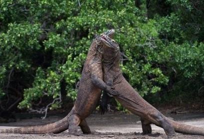 Những bí ẩn ít biết xung quanh “Hậu duệ của khủng long” - 3 Hai rồng đực Komodo đang chiến đấu để giành bạn tình
