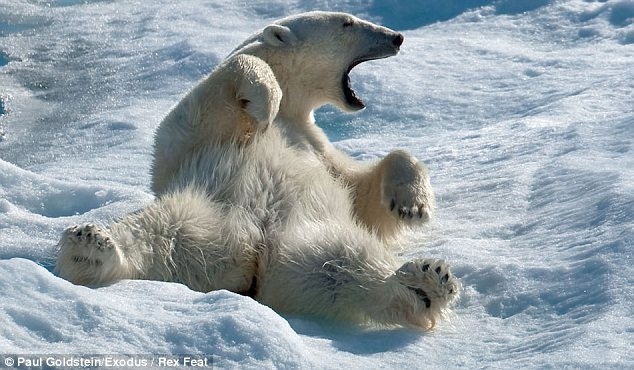 Các chú gấu tại Đảo Spitsbergen, Na-uy ngáp khi đang thư giãn trên tuyết