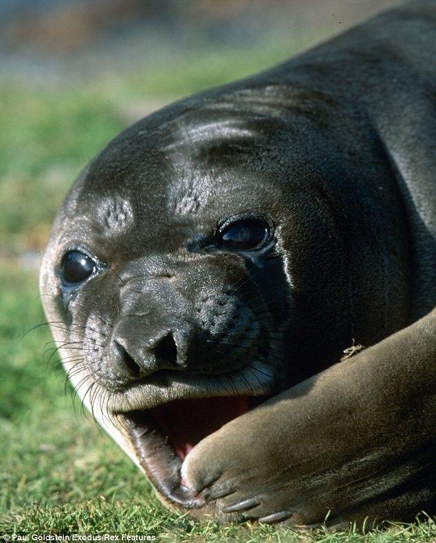 Một chú hải cẩu ở Đảo South Georgia ngáp vì mệt mỏi