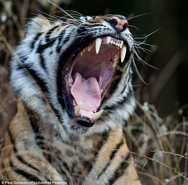 Một chú hải cẩu ở Đảo South Georgia ngáp vì mệt mỏi