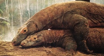 Những bí ẩn ít biết xung quanh “Hậu duệ của khủng long” - 4 Một cặp đôi đang giao phối