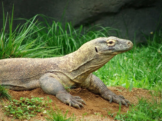 Những bí ẩn ít biết xung quanh “Hậu duệ của khủng long” - 9 Rồng Komodo thường di trú vào những ngày nóng nhất trong năm