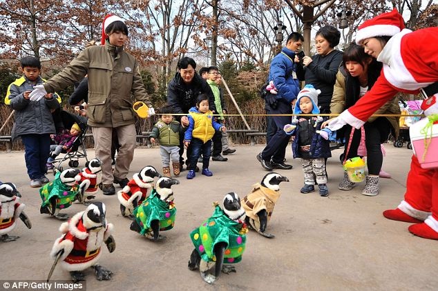 Ngộ nghĩnh chim cánh cụt diễu hành chào Giáng sinh - 2 Những chú chim cánh cụt này sẽ làm nhiệm vụ đón khách cho đến đầu năm mới 2014