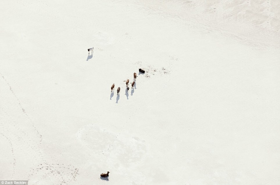 Chú bò đang ngâm mình dưới dòng nước xanh biếc