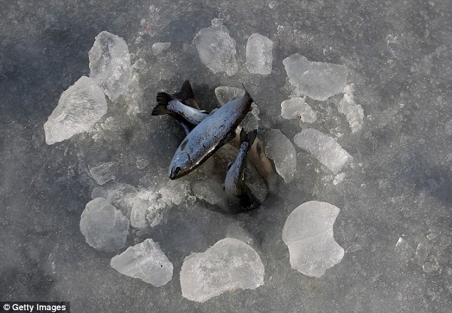 Những chú cá này đã sa bẫy