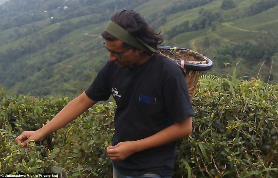 Mishra đang hái chè tại bang
Assam