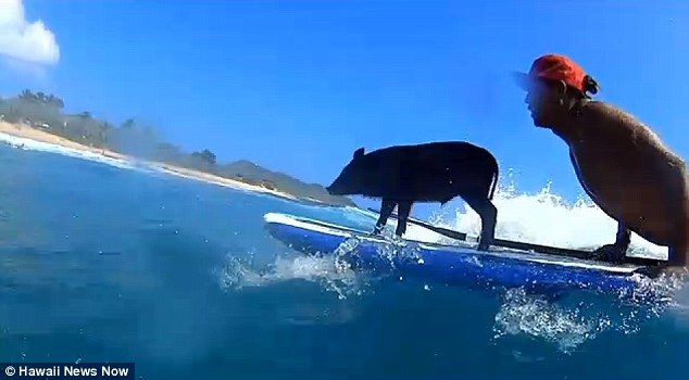 Xem chú lợn Kama lướt sóng "pờ rồ" trên đảo Hawaii - 1 Kama rất thích thú lướt
sóng cùng với chủ nhân của cậu là anh Kai Holt