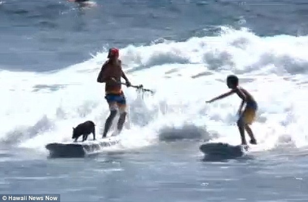 Xem chú lợn Kama lướt sóng "pờ rồ" trên đảo Hawaii - 2 Sự xuất hiện của lợn Kama luôn đem lại niềm vui cho mọi người
