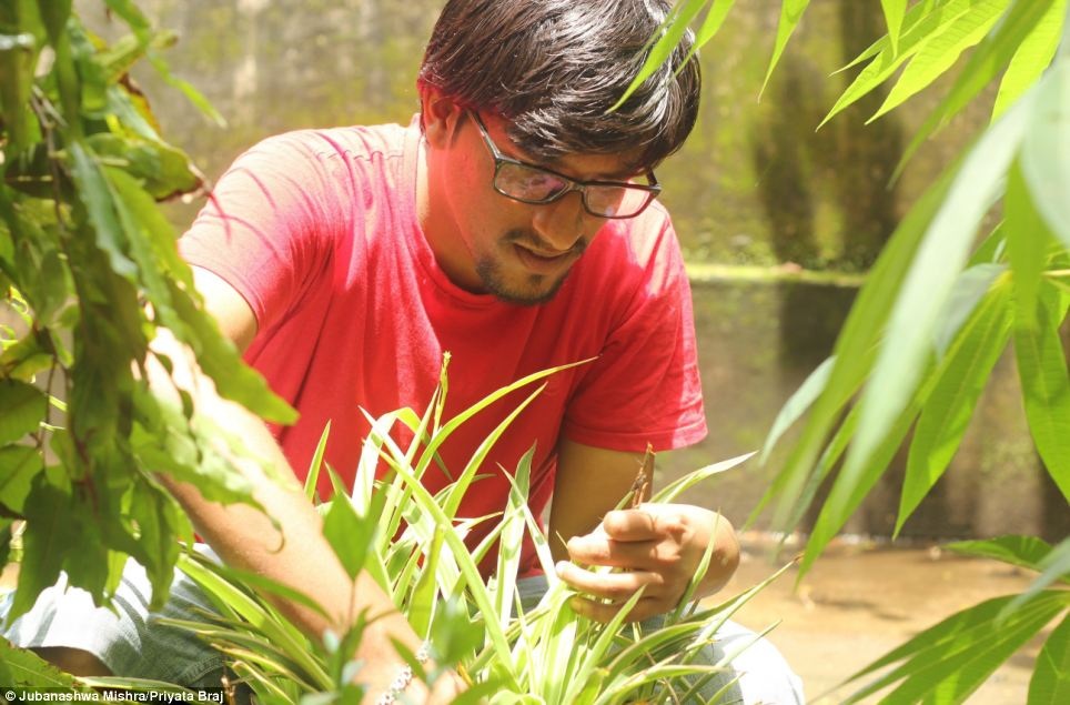 Mishra miệt mài với công việc nông trang
tại bang Uttarkhand