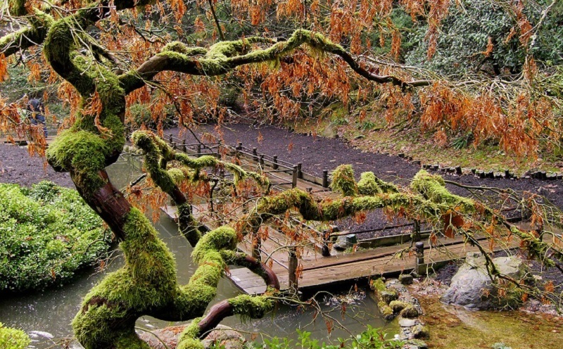 Dạo quanh khu vườn Nhật tuyệt đẹp trên đất Mỹ - 3 Khu Vườn Nhật tại Portland thu hút hàng ngàn khách du lịch mỗi năm