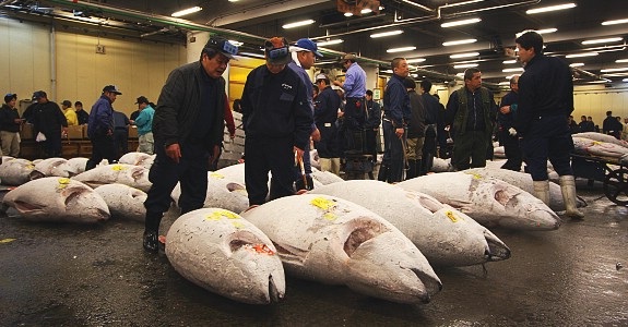 Thăm chợ cá lớn nhất thế giới tại xứ sở hoa anh đào - 1 Một phiên đấu giá cá ngừ tại chợ Tsukiji