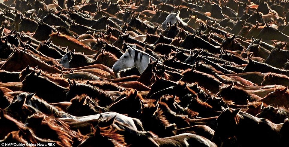 Nghề nuôi ngựa phát triển mạnh ở tỉnh Tân Cương, nơi các bộ tộc du mục từng sinh sống