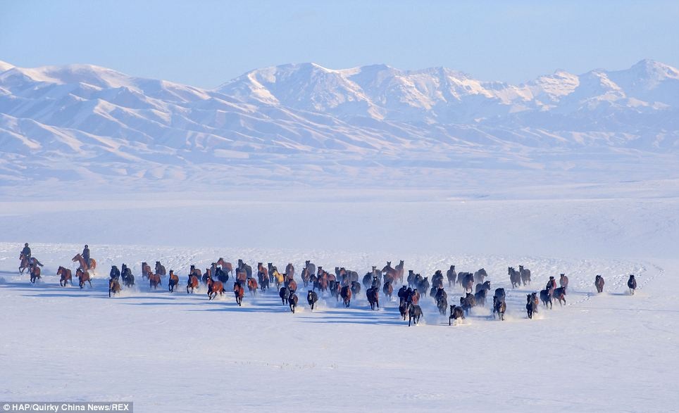 Một chú ngựa mải miết phi trên tuyết