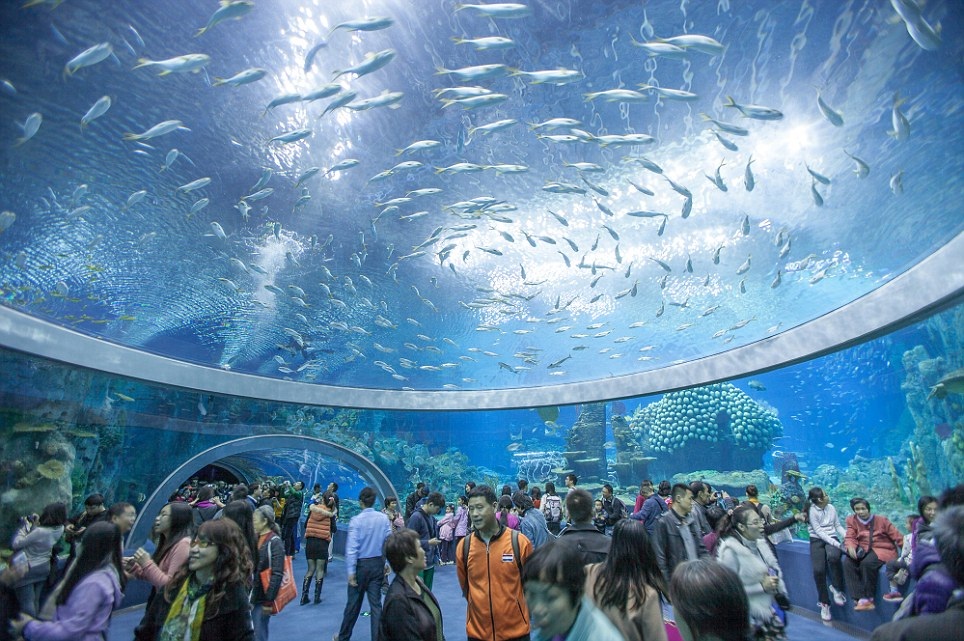Khám phá khu hải dương học giành 5 kỷ lục thế giới - 1 Công viên hải dương học Chimelong Ocean Kingdom