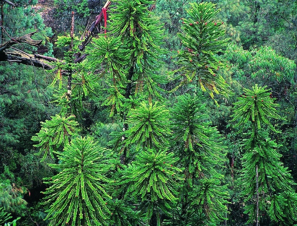 Hang Sơn Đoòng có tên trong những khu rừng kỳ lạ nhất thế giới - 17 Rừng chết Deadvlei, Namibia