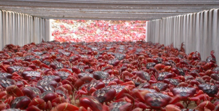 Lạ mắt cảnh Cua “diễu hành”, nhuộm đỏ hòn đảo trên Ấn Độ Dương - 3 Thậm chí đường hầm cũng được xây phục vụ cua đỏ di cư