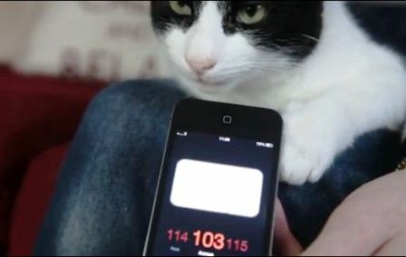 Tiếng kêu của Merlin có khi còn cao hơn con số 100 dB