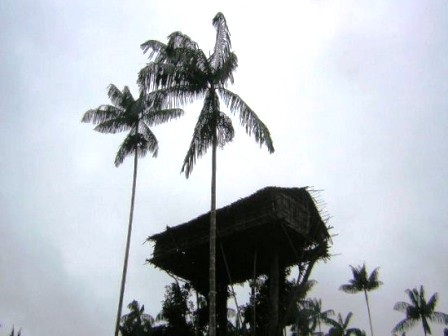 Nhà trên cây của người Korowai 