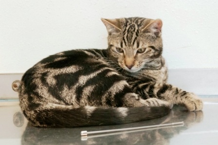 Alphie sau đó đã được các bác sĩ thú ý tiến hành phẫu thuật lấy đoạn