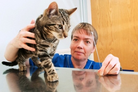 Alphie sau đó đã được các bác sĩ thú ý tiến hành phẫu thuật lấy đoạn