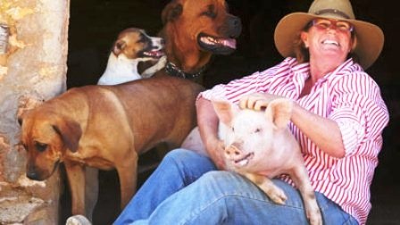 Chú lợn có biểu hiện giống chó - 1 Chị Tricia James cùng với chú lợn Miss Pig và đàn chó