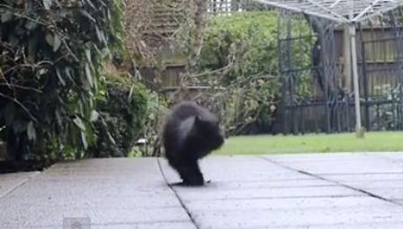 Mèo chỉ có 2 chân vẫn đi lại như thường