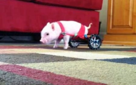 Ông Lucero cũng chia sẻ thêm, tổ chức