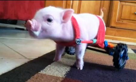 Lợn dị tật đi xe lăn gây sốt trên mạng