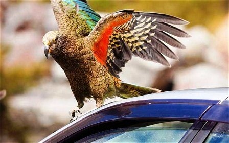 Vẹt trộm 1.100 USD của khách du lịch - 1 Vẹt trộm 1100 USD của khách du lịch