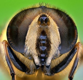 Cận cảnh đôi mắt côn trùng tuyệt đẹp qua bộ ảnh Macro - 5 An Tử