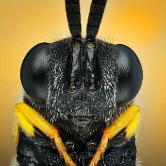 Cận cảnh đôi mắt côn trùng tuyệt đẹp qua bộ ảnh Macro - 6 An Tử