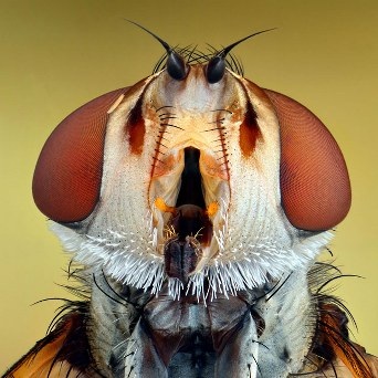 Cận cảnh đôi mắt côn trùng tuyệt đẹp qua bộ ảnh Macro - 9 An Tử