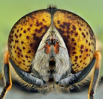 Cận cảnh đôi mắt côn trùng tuyệt đẹp qua bộ ảnh Macro - 10 An Tử