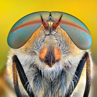 Cận cảnh đôi mắt côn trùng tuyệt đẹp qua bộ ảnh Macro - 13 An Tử