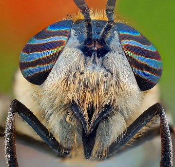 Cận cảnh đôi mắt côn trùng tuyệt đẹp qua bộ ảnh Macro - 14 An Tử