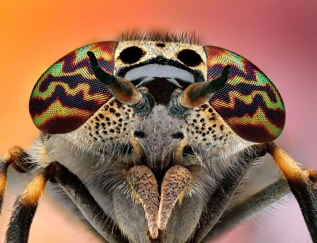 Cận cảnh đôi mắt côn trùng tuyệt đẹp qua bộ ảnh Macro - 19 An Tử