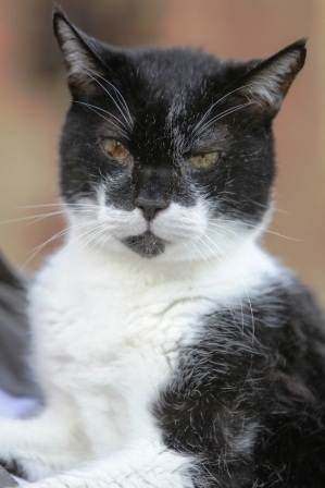 Chú mèo già nhất thế giới bước sang tuổi 27 - 1 Chú mèo Waddy