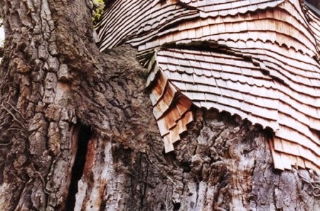 Nhà thờ độc đáo trên cây sồi nghìn tuổi