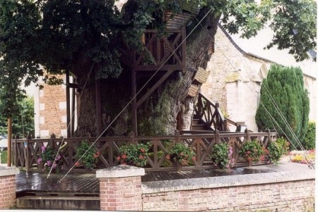 Nhà thờ độc đáo trên cây sồi nghìn tuổi