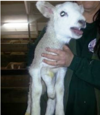 Kỳ lạ chú cừu non sinh ra có 5 chân