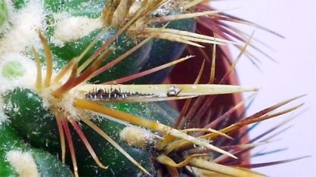 Tuyệt phẩm tranh nghệ thuật trên…cánh bướm - 9 Một bức họa được vẽ trên gai của cây xương rồng