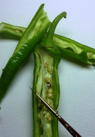 Tuyệt phẩm tranh nghệ thuật trên…cánh bướm - 11 Một tác phẩm độc đáo được vẻ trên hạt của quả ớt