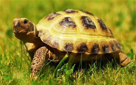 Tìm thấy chú rùa còn sống sau 10 tháng mất tích