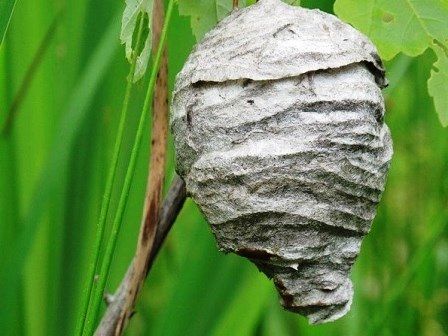 Tổ ong (ảnh minh họa)