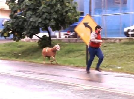 Dê “điên” gây náo loạn cả thị trấn - 1 Người đàn ông bị dê tấn công